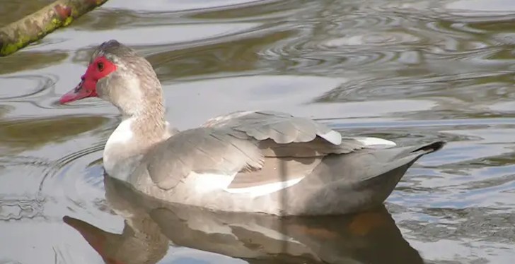 Duck Attacks Multiple People In Cape Coral Neighborhood