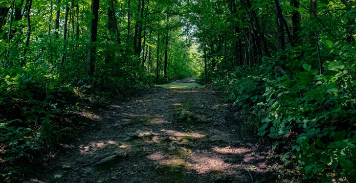 Hikers High On Shrooms Report Friend Missing, He Wasn't Missing