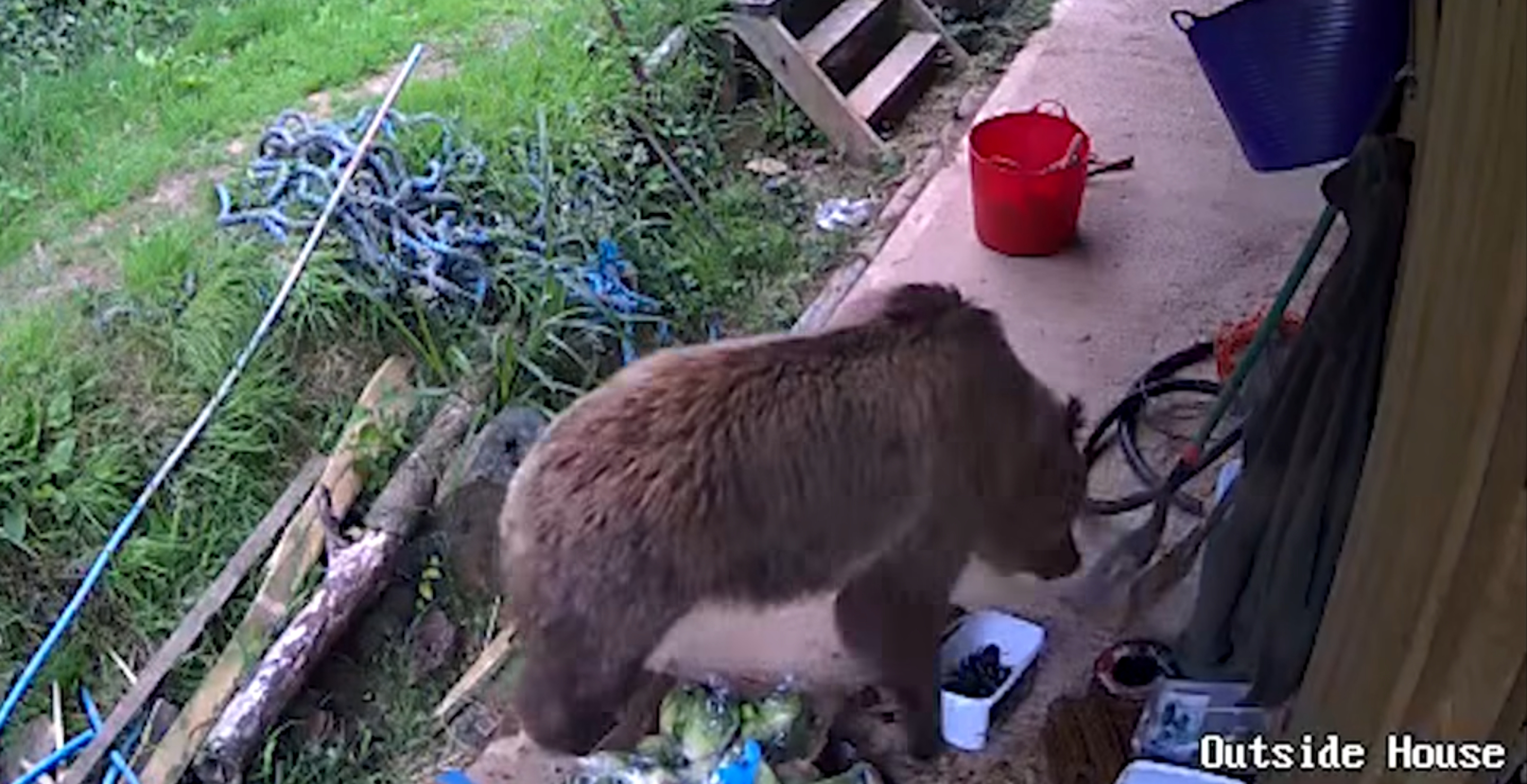 Bears Escape UK Wildlife Park, Steal 'Weeks Worth' Of Honey
