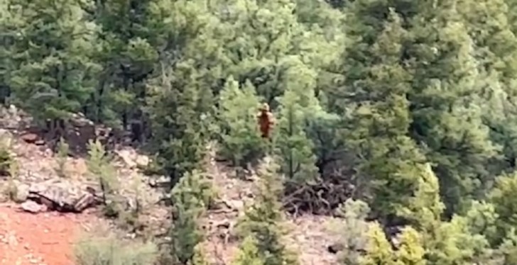 Viral Video Shows Bigfoot Hiking Through Colorado Forest