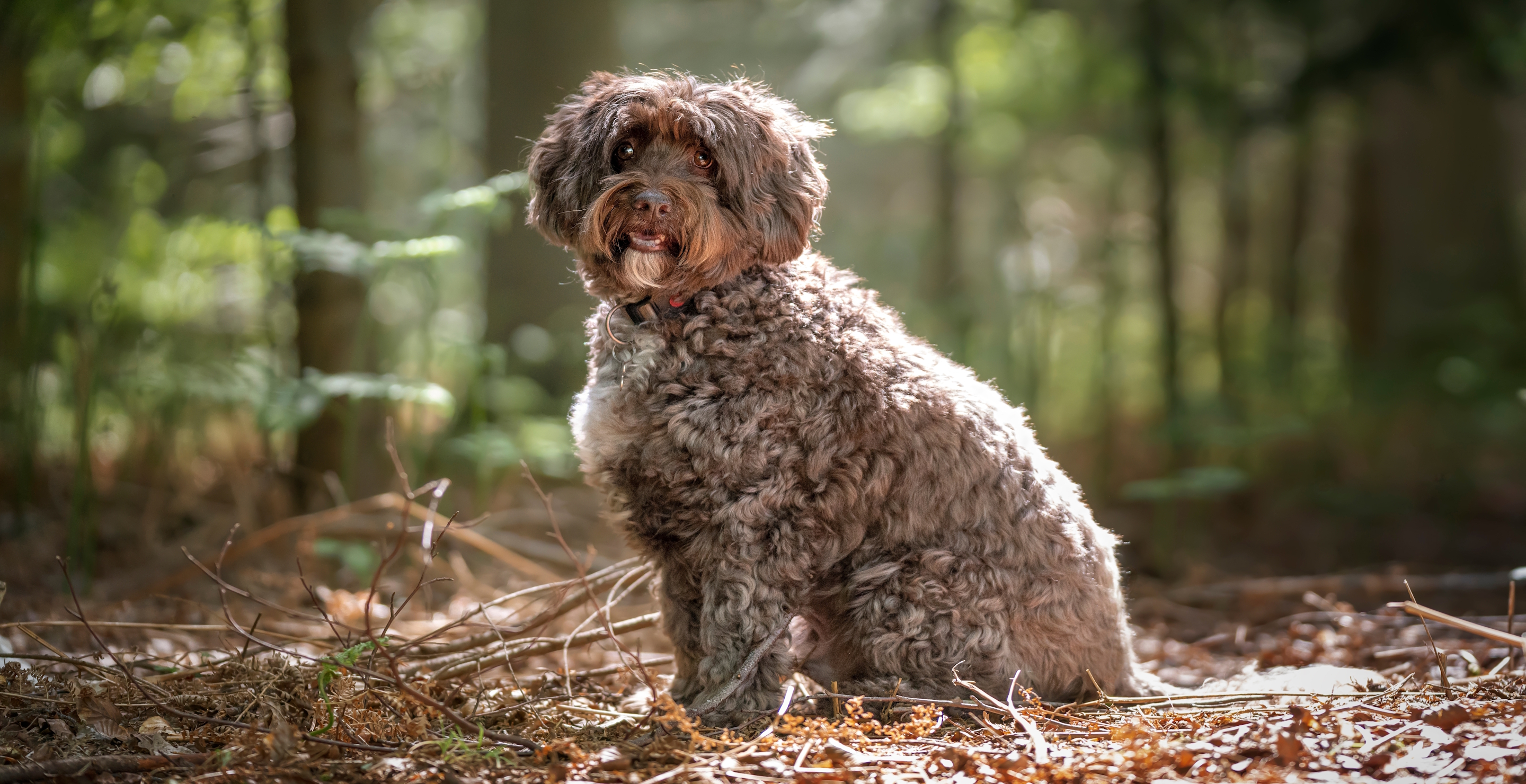 3-Year-Old Girl Hospitalized After Being Attacked By Designer Dog