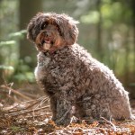3-Year-Old Girl Hospitalized After Being Attacked By Designer Dog