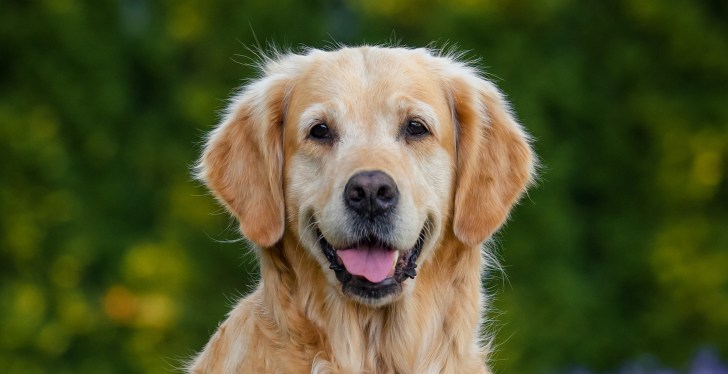 Adorable Moment Golden Retriever Teaches Baby How To Crawl