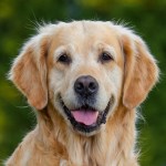 Adorable Moment Golden Retriever Teaches Baby How To Crawl