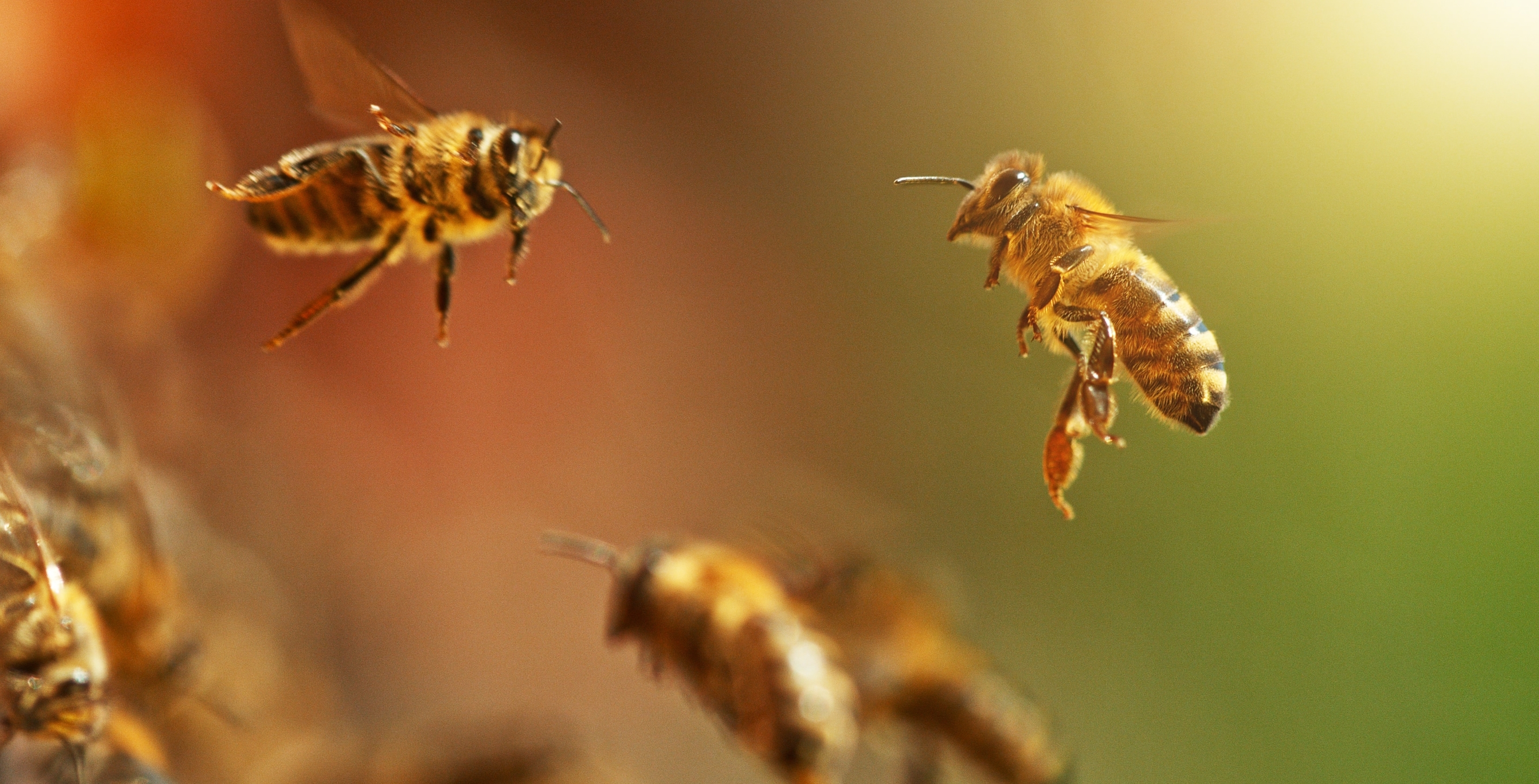 Billionaire Dies After Swallowing A Bee
