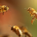 Billionaire Dies After Swallowing A Bee