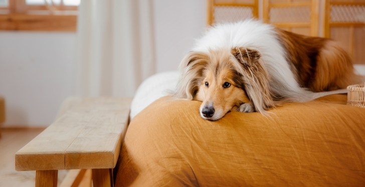 Woman Refuses To Replace Family Member's Jacket Her Dog Ruined, Sparking Internet Debate