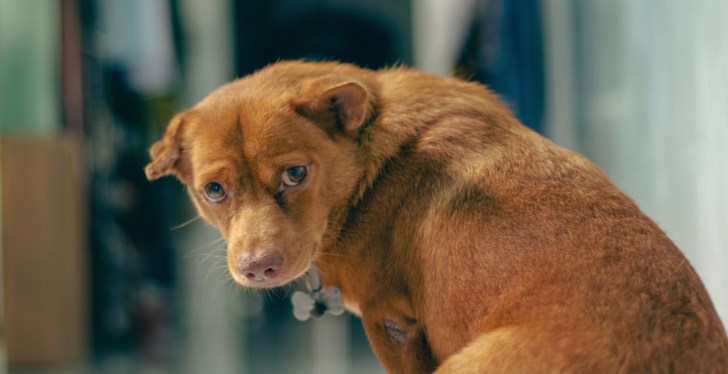 Dog Owner Who Adopted Pet From Shelter Shocked When Previous Owners Want Poor Pooch Back