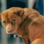 Dog Owner Who Adopted Pet From Shelter Shocked When Previous Owners Want Poor Pooch Back