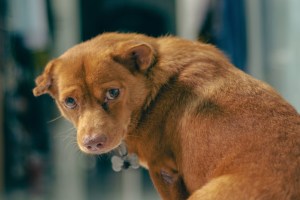 Dog Owner Who Adopted Pet From Shelter Shocked When Previous Owners Want Poor Pooch Back