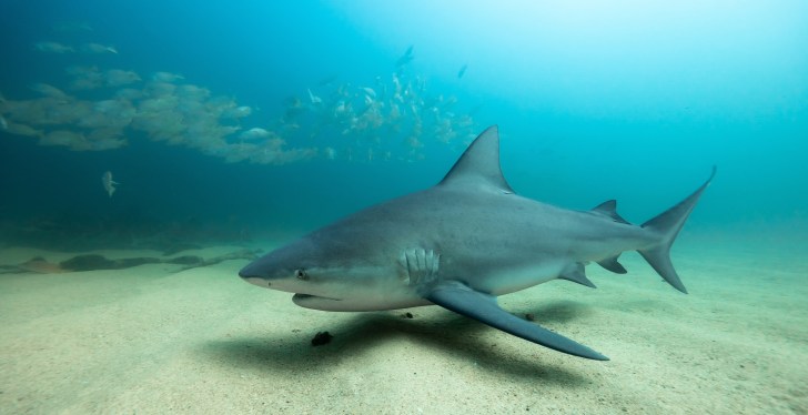 Florida Man Hit By Jumping Shark In Viral Video