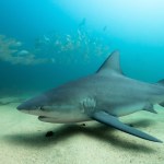 Florida Man Hit By Jumping Shark In Viral Video