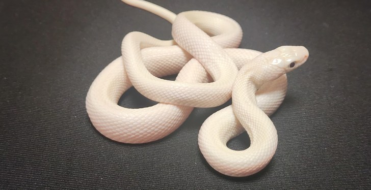 Passenger Caught Smuggling Snakes On A Plane