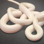 Passenger Caught Smuggling Snakes On A Plane