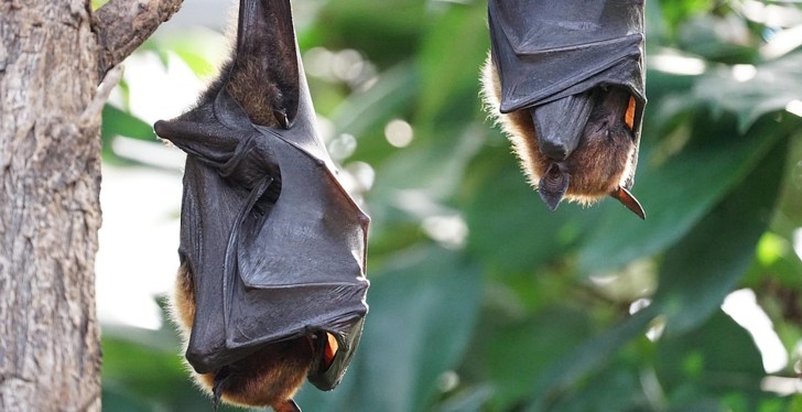 Australian Man In Critical Condition After Contracting Rare Virus From A Bat Bite