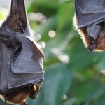 Australian Man In Critical Condition After Contracting Rare Virus From A Bat Bite