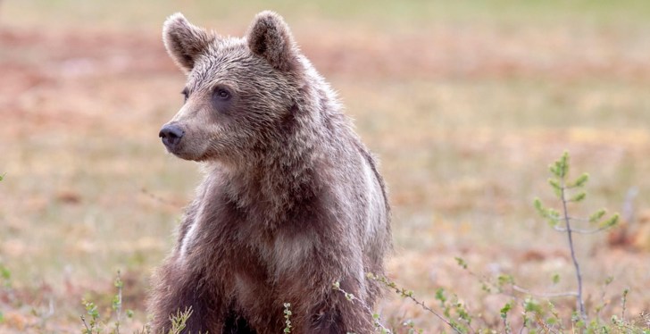 Police Are Hunting Aggressive Black Bear After It Attacked Wisconsin Woman