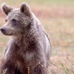 Police Are Hunting Aggressive Black Bear After It Attacked Wisconsin Woman