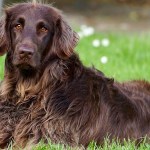 Man Upsets Park Goer After Refusing To Tell Her She Was About To Sit In Dog Poop