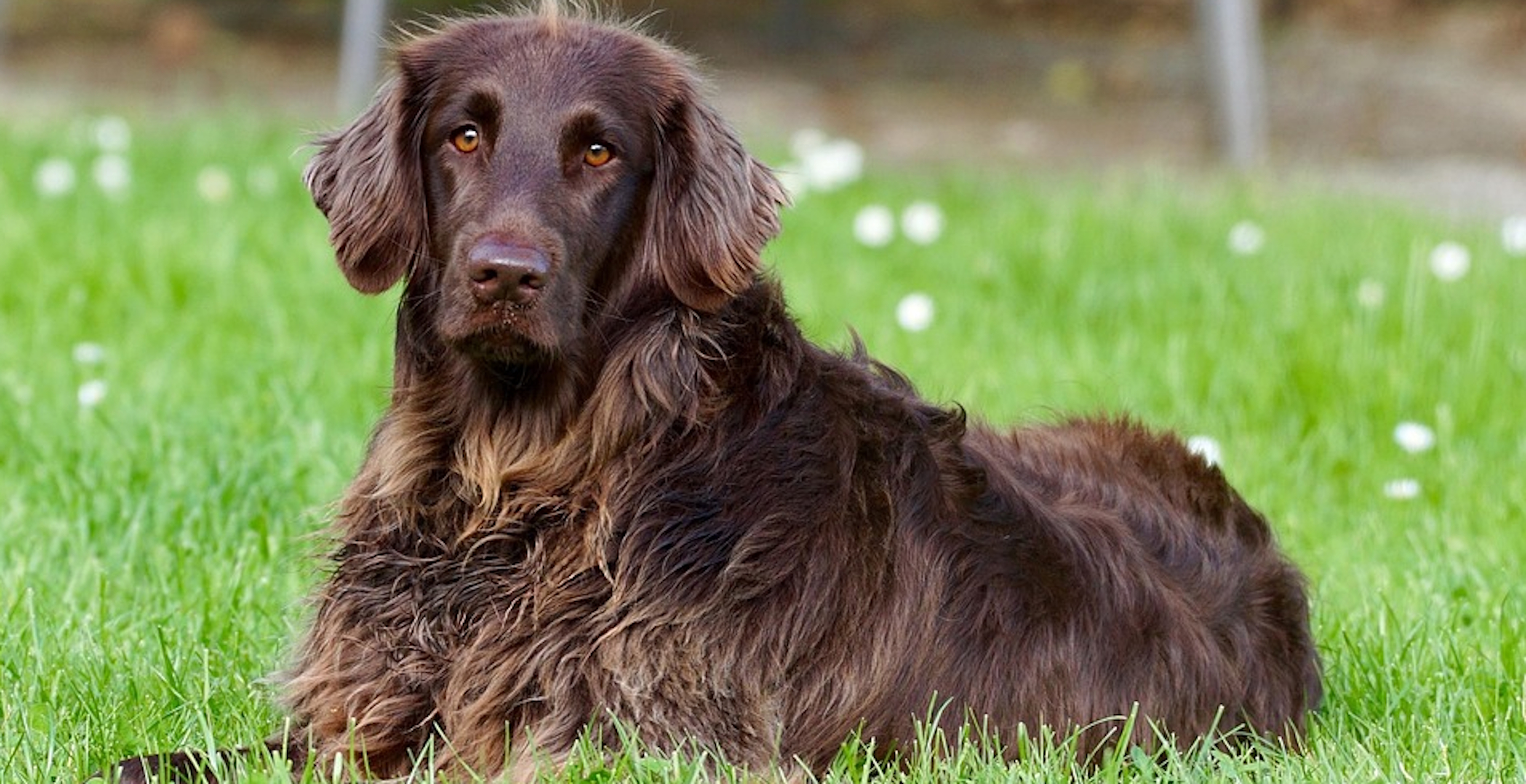 Man Refuses To Give Up Dog Even Though Wife Won't Raise Child With Him Around