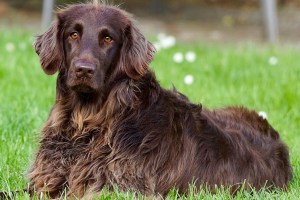 Man Refuses To Give Up Dog Even Though Wife Won't Raise Child With Him Around