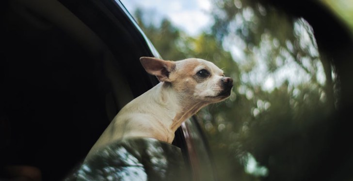 Georgia Man Saved From "Widow Maker" Heart Attack By His 2-Legged Chihuahua
