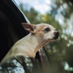 Georgia Man Saved From "Widow Maker" Heart Attack By His 2-Legged Chihuahua