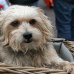 Man Threatens To Cause Scene On Airline After Woman Lets Her Dog Out Mid-Flight
