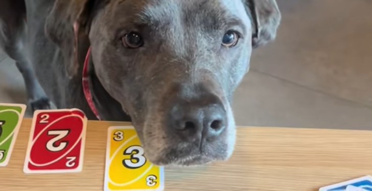 Woman Goes Viral On TikTok After Teaching Dog How To Play UNO