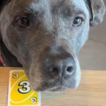 Woman Goes Viral On TikTok After Teaching Dog How To Play UNO