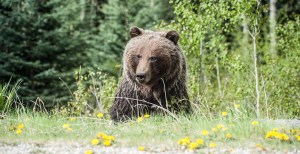 Canadian Woman Rescues Husband From Two Grizzly Bears