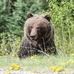 Canadian Woman Rescues Husband From Two Grizzly Bears