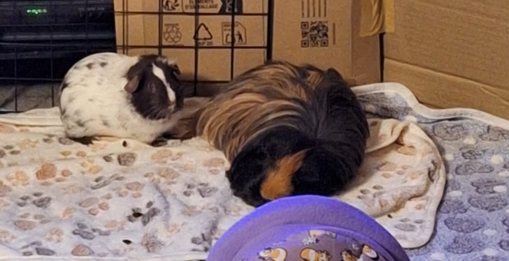 Over 240 Guinea Pigs Rescued From California Hoarder's Home