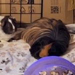 Over 240 Guinea Pigs Rescued From California Hoarder's Home