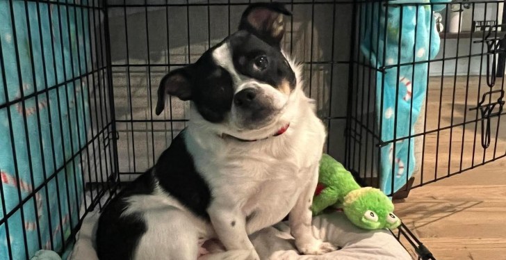 Rescue Shelter Goes Viral After Posting Hilarious Dog Adoption Advert