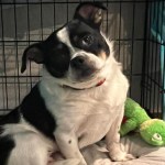 Rescue Shelter Goes Viral After Posting Hilarious Dog Adoption Advert