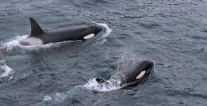 Spanish Coast Guard Rescued Two Sailors After Killer Whales Ram Their Boat