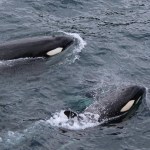 Spanish Coast Guard Rescued Two Sailors After Killer Whales Ram Their Boat
