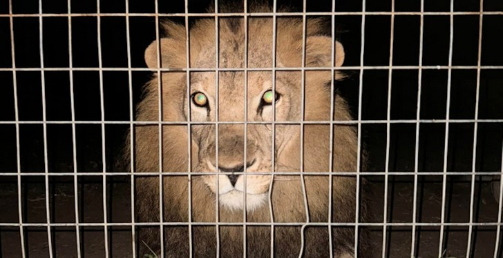 Australian Woman Suffers Severe Injury After Lion 'Grabbed' Her Arm At Zoo