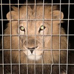 Australian Woman Suffers Severe Injury After Lion 'Grabbed' Her Arm At Zoo