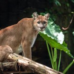 Father Hailed As A Hero After Rescuing Young Son From Mountain Lion