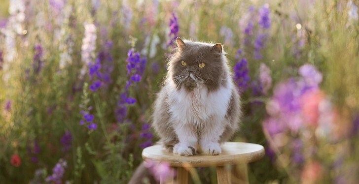 Woman Upsets Friends After Legally Adopting Cat She Abandoned