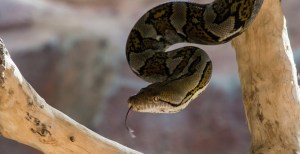 Florida Unleashes Robot Bunnies To Deal With Invasive Snake Species