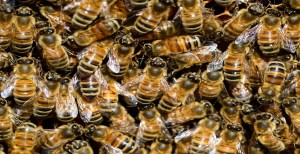 California Plumber Rescues Grandmother From A Massive Swarm Of Bees
