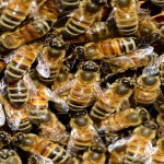 California Plumber Rescues Grandmother From A Massive Swarm Of Bees