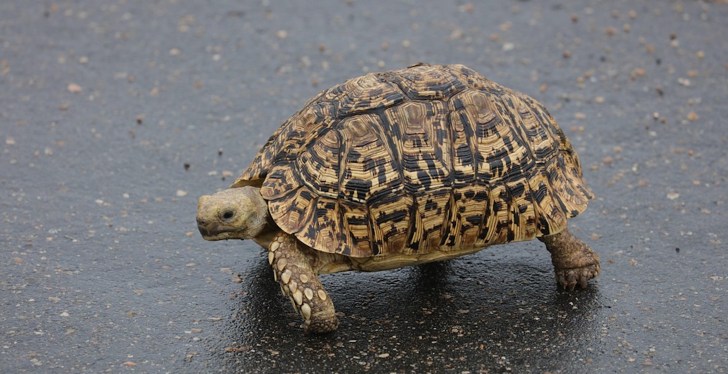 Vermont Man Dies After Trying To Rescue Turtle On I-95