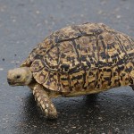 Vermont Man Dies After Trying To Rescue Turtle On I-95
