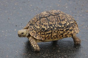 Vermont Man Dies After Trying To Rescue Turtle On I-95