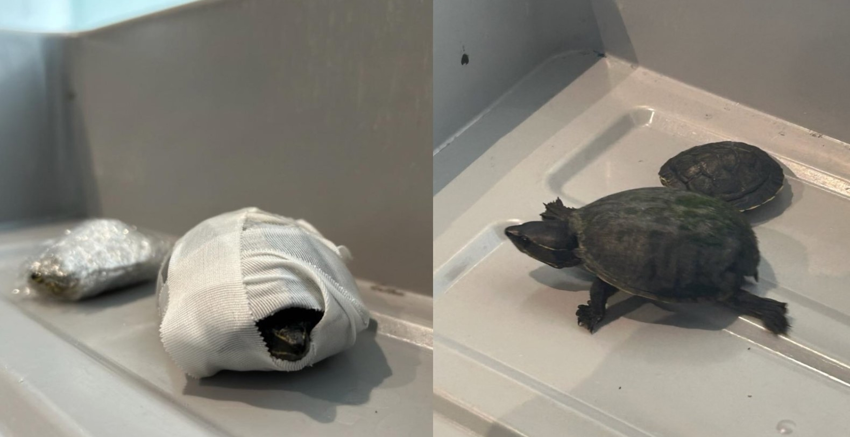 Florida Woman Caught Sneaking Exotic Animals Through Miami Airport In Her Bra
