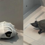 Florida Woman Caught Sneaking Exotic Animals Through Miami Airport In Her Bra